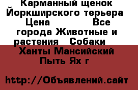 Карманный щенок Йоркширского терьера › Цена ­ 30 000 - Все города Животные и растения » Собаки   . Ханты-Мансийский,Пыть-Ях г.